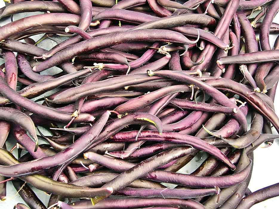 Royal Burgundy, Bush Beans, -- BoxGardenSeedsLLC -Abundant Stock SALE - Seeds