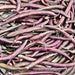 Royal Burgundy, Bush Beans, - BoxGardenSeedsLLC -Abundant Stock SALE - Seeds