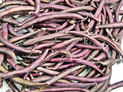 Royal Burgundy, Bush Beans - BoxGardenSeedsLLC - Beans / Dry Beans - Seeds - USA Seller, Thank you for shopping here today, Naturally Grown GMO Free Seeds, Heirloom Open Pollinated Seeds, Fresh Top Quality Premium Seeds