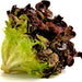 Ruby Red, Lettuce, - BoxGardenSeedsLLC -Lettuce - Seeds