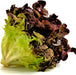 Ruby Red, Lettuce, -- BoxGardenSeedsLLC -Lettuce - Seeds