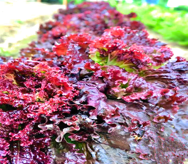 Ruby Red, Lettuce - BoxGardenSeedsLLC - Lettuce - Seeds - USA Seller, Thank you for shopping here today, Naturally Grown GMO Free Seeds, Heirloom Open Pollinated Seeds, Fresh Top Quality Premium Seeds