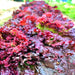 Ruby Red, Lettuce, - BoxGardenSeedsLLC -Lettuce - Seeds