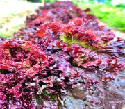 Ruby Red, Lettuce - BoxGardenSeedsLLC - Lettuce - Seeds - USA Seller, Thank you for shopping here today, Naturally Grown GMO Free Seeds, Heirloom Open Pollinated Seeds, Fresh Top Quality Premium Seeds