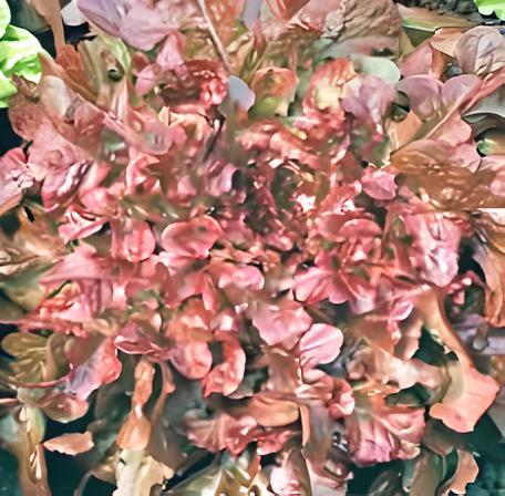 Red Salad Bowl Leaf, Lettuce - BoxGardenSeedsLLC - Lettuce - Seeds - More Seeds Per Packet, USA Seller, Thank you for shopping here today, Naturally Grown GMO Free Seeds, Heirloom Open Pollinated Seeds, Fresh Top Quality Premium Seeds