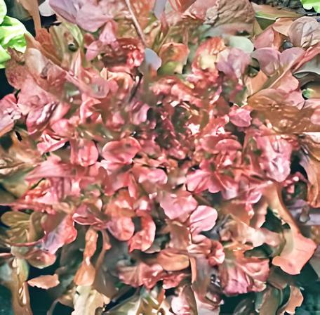 Red Salad Bowl Leaf, Lettuce, -- BoxGardenSeedsLLC -Lettuce - Seeds