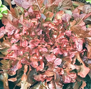 Red Salad Bowl Leaf, Lettuce - BoxGardenSeedsLLC - Lettuce - Seeds - More Seeds Per Packet, USA Seller, Thank you for shopping here today, Naturally Grown GMO Free Seeds, Heirloom Open Pollinated Seeds, Fresh Top Quality Premium Seeds