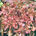 Red Salad Bowl Leaf, Lettuce, - BoxGardenSeedsLLC -Lettuce - Seeds