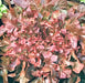 Red Salad Bowl Leaf, Lettuce, -- BoxGardenSeedsLLC -Lettuce - Seeds