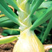 Ailsa Craig, Onion, - BoxGardenSeedsLLC -Onions,Leeks - Seeds