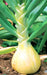 Ailsa Craig, Onion, -- BoxGardenSeedsLLC -Onions,Leeks - Seeds