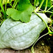 Blue Hubbard, Winter Squash, - BoxGardenSeedsLLC -Squash,Pumpkins - Seeds