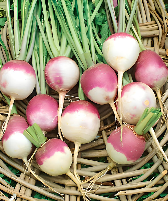 Purple Top White Globe, Turnip, -- BoxGardenSeedsLLC -Beet,Turnips,Parsnips - Seeds