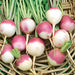 Purple Top White Globe, Turnip, - BoxGardenSeedsLLC -Beet,Turnips,Parsnips - Seeds