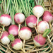 Purple Top White Globe, Turnip, - BoxGardenSeedsLLC -Beet,Turnips,Parsnips - Seeds