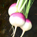 Purple Top White Globe, Turnip, - BoxGardenSeedsLLC -Beet,Turnips,Parsnips - Seeds