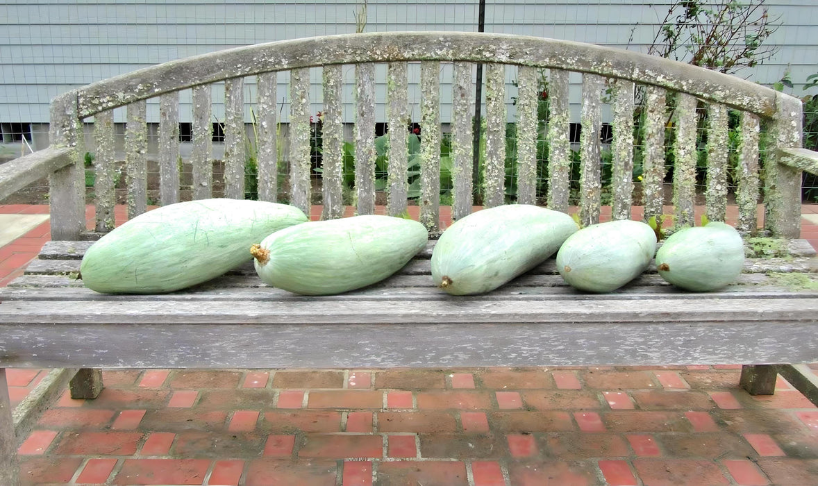 Big Blue Guatemalan, Winter Squash, -- BoxGardenSeedsLLC -Abundant Stock SALE - Seeds