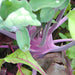 Early Purple Vienna, Kohlrabi, - BoxGardenSeedsLLC -Chard, Kohlrabi - Seeds