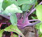 Early Purple Vienna, Kohlrabi, -- BoxGardenSeedsLLC -Chard, Kohlrabi - Seeds