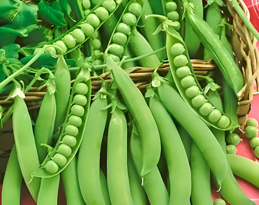 Lincoln/Homesteader, Peas, - BoxGardenSeedsLLC -Abundant Stock SALE - Seeds