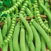 Lincoln/Homesteader, Peas, - BoxGardenSeedsLLC -Abundant Stock SALE - Seeds