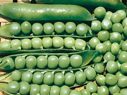 Lincoln/Homesteader, Peas - BoxGardenSeedsLLC - Peas - Seeds - USA Seller, Thank you for shopping here today, Naturally Grown GMO Free Seeds, Heirloom Open Pollinated Seeds, Fresh Top Quality Premium Seeds
