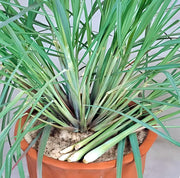 Lemongrass, Culinary & Medicinal Herbs - BoxGardenSeedsLLC - Culinary/Medicinal Herbs - Seeds - USA Seller, Thank you for shopping here today, Naturally Grown GMO Free Seeds, Heirloom Open Pollinated Seeds, Fresh Top Quality Premium Seeds