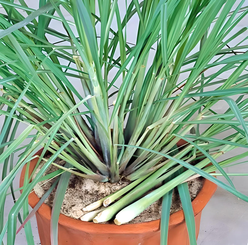 Lemongrass, Culinary & Medicinal Herbs - BoxGardenSeedsLLC - Culinary/Medicinal Herbs - Seeds - USA Seller, Thank you for shopping here today, Naturally Grown GMO Free Seeds, Heirloom Open Pollinated Seeds, Fresh Top Quality Premium Seeds