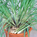 Lemongrass, Culinary & Medicinal Herbs, -- BoxGardenSeedsLLC -Culinary/Medicinal Herbs - Seeds