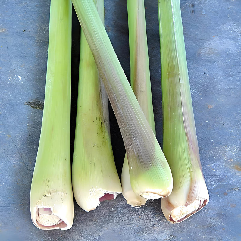 Lemongrass, Culinary & Medicinal Herbs - BoxGardenSeedsLLC - Culinary/Medicinal Herbs - Seeds - USA Seller, Thank you for shopping here today, Naturally Grown GMO Free Seeds, Heirloom Open Pollinated Seeds, Fresh Top Quality Premium Seeds