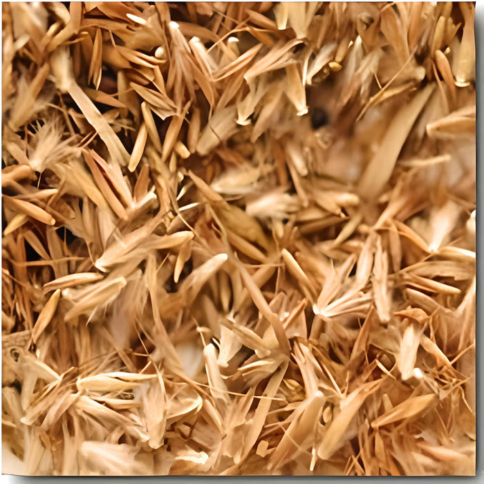 Lemongrass, Culinary & Medicinal Herbs, -- BoxGardenSeedsLLC -Culinary/Medicinal Herbs - Seeds