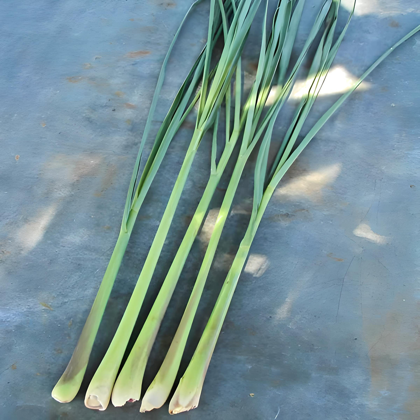 Lemongrass