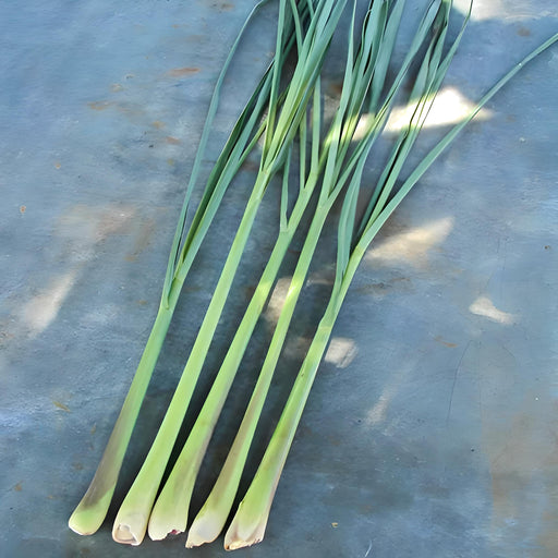 Lemongrass, Culinary & Medicinal Herbs, - BoxGardenSeedsLLC -Culinary/Medicinal Herbs - Seeds