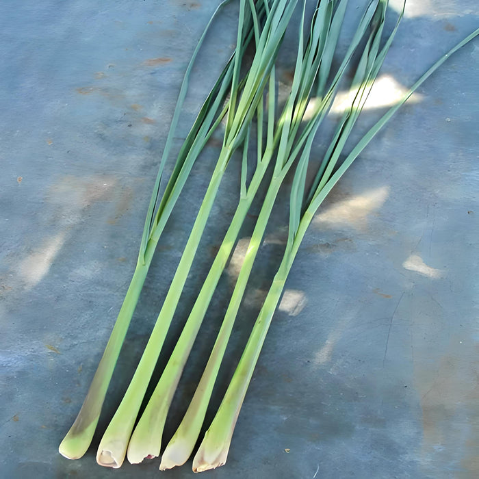 Lemongrass, Culinary & Medicinal Herbs, -- BoxGardenSeedsLLC -Culinary/Medicinal Herbs - Seeds