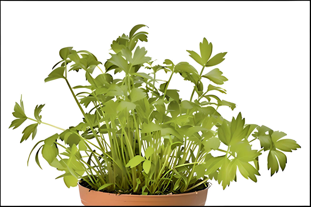 Lovage, Mountain Celery -- BoxGardenSeedsLLC -Culinary/Medicinal Herbs - Seeds