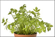 Lovage, Mountain Celery -- BoxGardenSeedsLLC -Culinary/Medicinal Herbs - Seeds