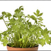 Lovage, Mountain Celery - BoxGardenSeedsLLC -Culinary/Medicinal Herbs - Seeds