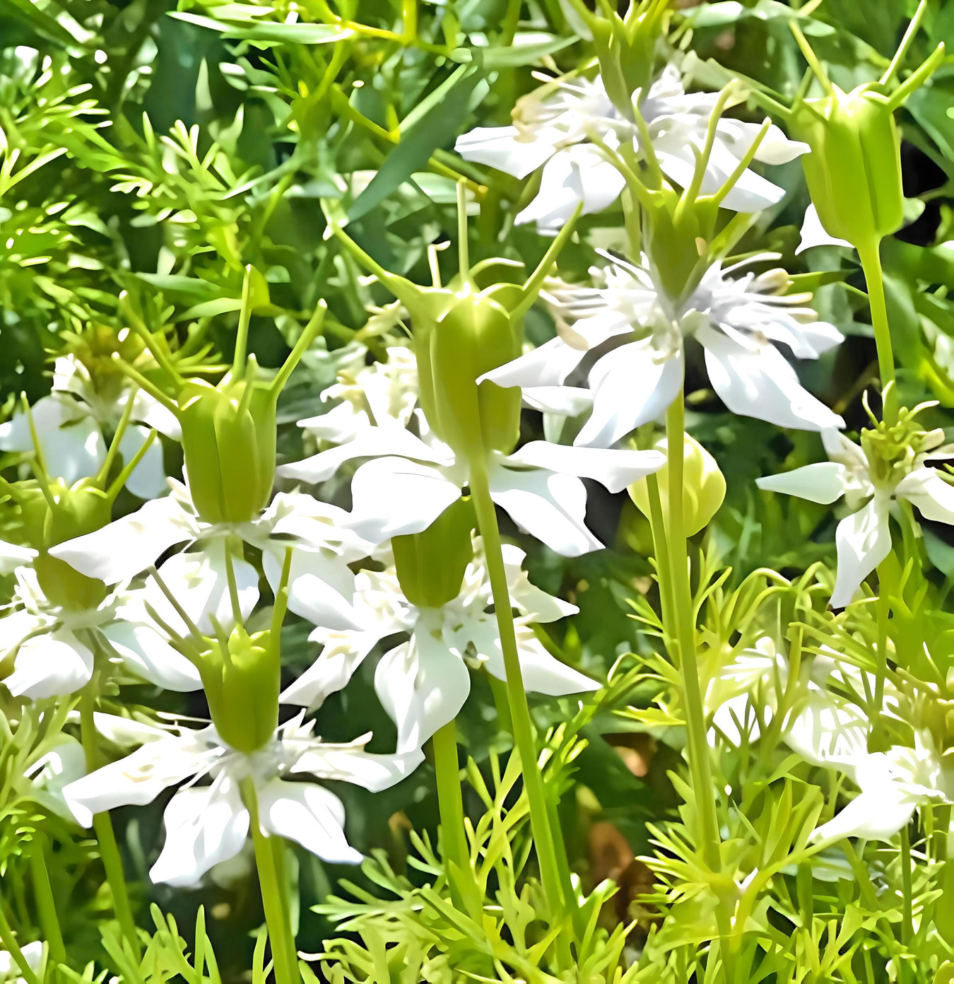 Cumin