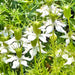 Black Cumin, Herb, - BoxGardenSeedsLLC -Abundant Stock SALE - Seeds