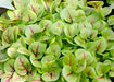 Bloody Dock, Red Sorrel, -- BoxGardenSeedsLLC -Culinary/Medicinal Herbs - Seeds