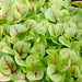 Bloody Dock, Red Sorrel, - BoxGardenSeedsLLC -Culinary/Medicinal Herbs - Seeds