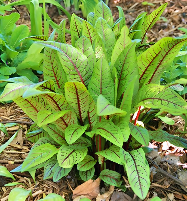 Bloody Dock, Red Sorrel, - BoxGardenSeedsLLC -Culinary/Medicinal Herbs - Seeds