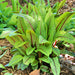 Bloody Dock, Red Sorrel, - BoxGardenSeedsLLC -Culinary/Medicinal Herbs - Seeds