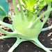 Early White Vienna, Kohlrabi - BoxGardenSeedsLLC -Chard, Kohlrabi - Seeds