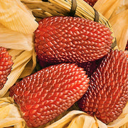 Strawberry, Popcorn - BoxGardenSeedsLLC - Corn - Seeds - USA Seller, Thank you for shopping here today, Naturally Grown GMO Free Seeds, Heirloom Open Pollinated Seeds, Fresh Top Quality Premium Seeds