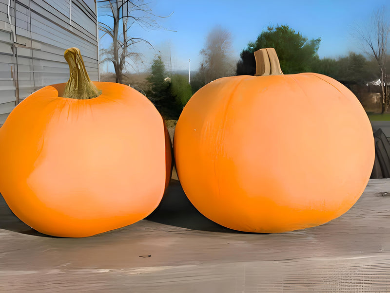 Winter Luxury Pie, Pumpkin - BoxGardenSeedsLLC - Squash,Pumpkins - Seeds - USA Seller, Thank you for shopping here today, Naturally Grown GMO Free Seeds, Heirloom Open Pollinated Seeds, Fresh Top Quality Premium Seeds