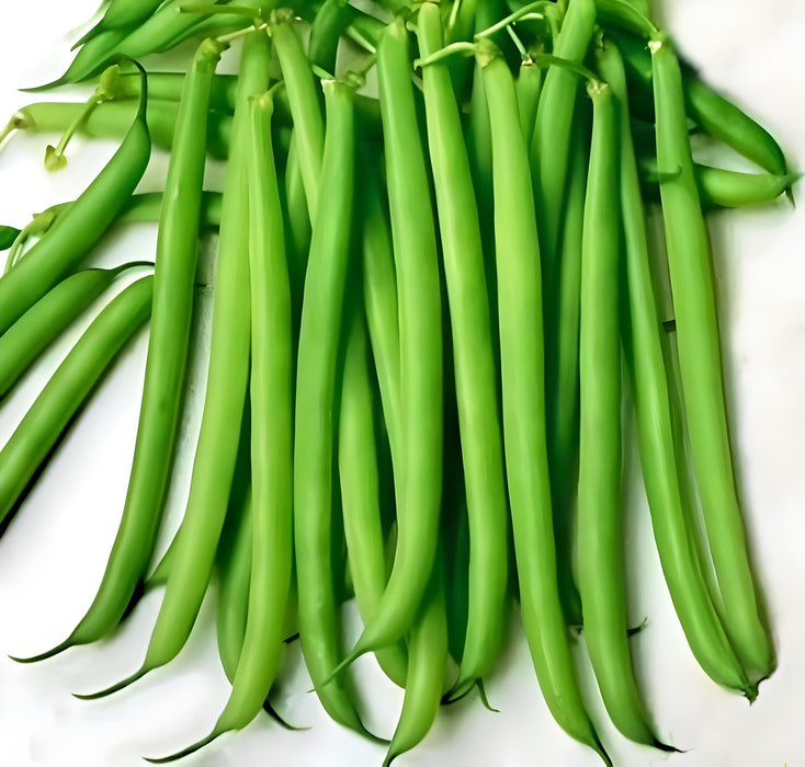 Slenderette, Beans, -- BoxGardenSeedsLLC -Beans / Dry Beans - Seeds