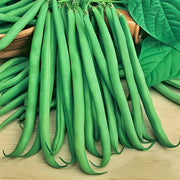 Slenderette, Beans - BoxGardenSeedsLLC - Beans / Dry Beans - Seeds - USA Seller, Thank you for shopping here today, Naturally Grown GMO Free Seeds, Heirloom Open Pollinated Seeds, Fresh Top Quality Premium Seeds