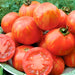 Tigerella, Tomato, - BoxGardenSeedsLLC -Tomatoes,Tomatillos - Seeds