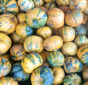 Kakai Styrian, Pumpkin - BoxGardenSeedsLLC - Squash,Pumpkins - Seeds - USA Seller, Thank you for shopping here today, Naturally Grown GMO Free Seeds, Heirloom Open Pollinated Seeds, Fresh Top Quality Premium Seeds